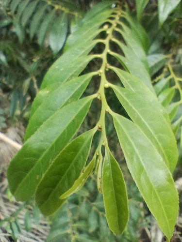 Foto de Guaçatonga