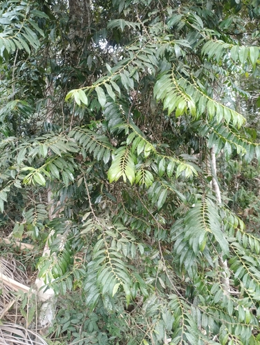 Foto de Guaçatonga