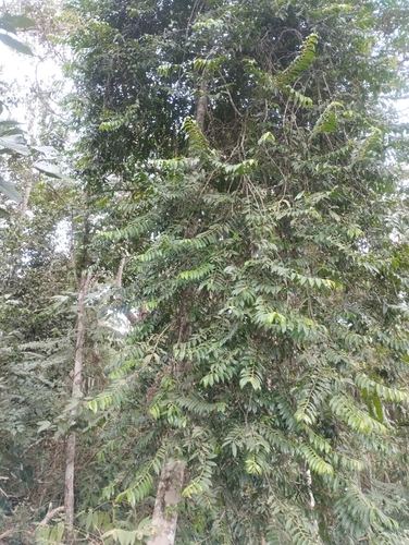 Foto de Guaçatonga