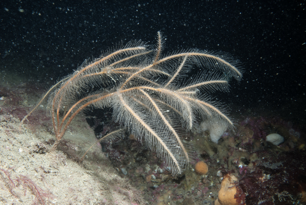 hydroid