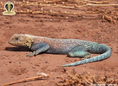 Bibron's Agama