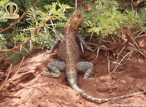 Bibron's Agama