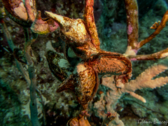 Pteria aegyptiaca