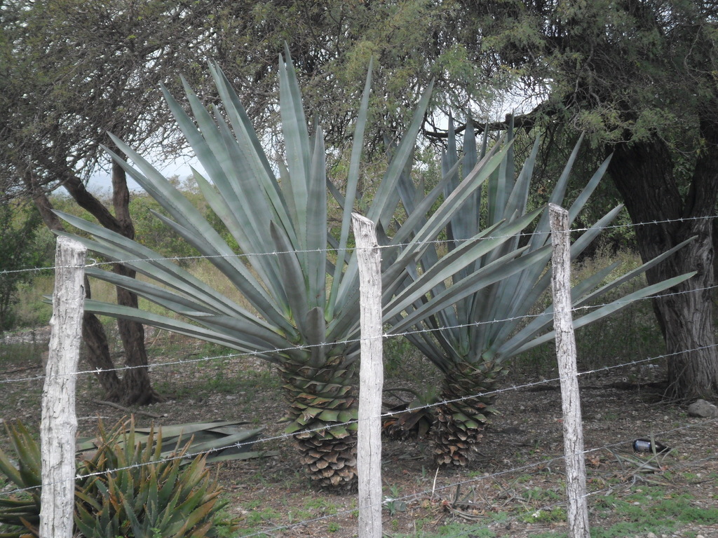 Agave fourcroydes, Llera, Tamps., México