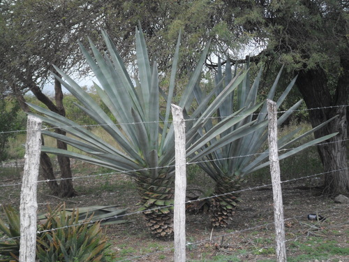Agave fourcroydes