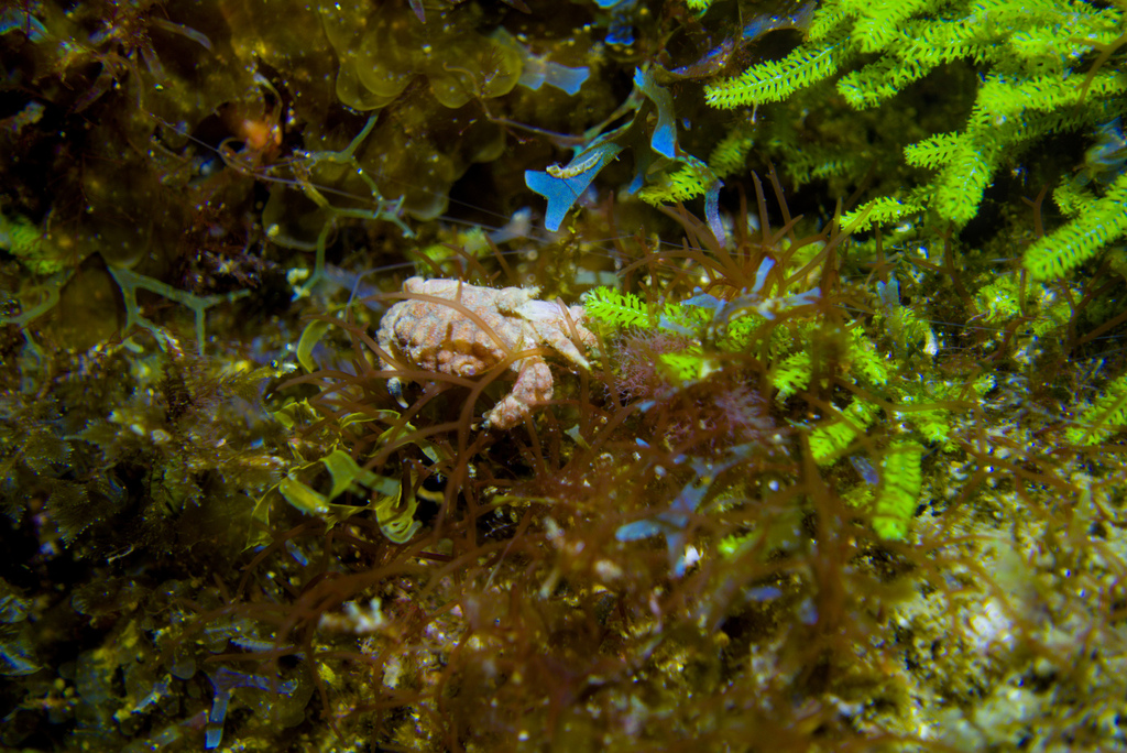Paractaea monodi