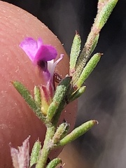 Muraltia dispersa