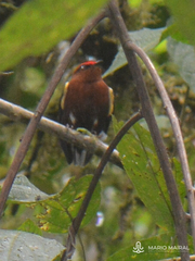 Machaeropterus deliciosus