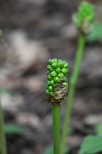 Arum cylindraceum, photograph 3