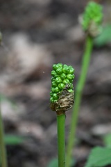Arum cylindraceum, photograph (c) Petr Harant, some rights reserved (CC BY)