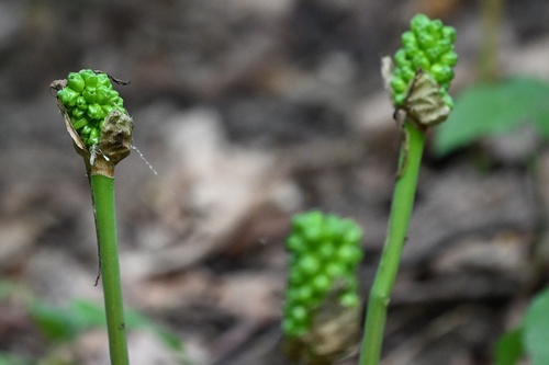 Arum cylindraceum, photograph 4