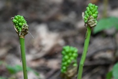Arum cylindraceum, photograph (c) Petr Harant, some rights reserved (CC BY)