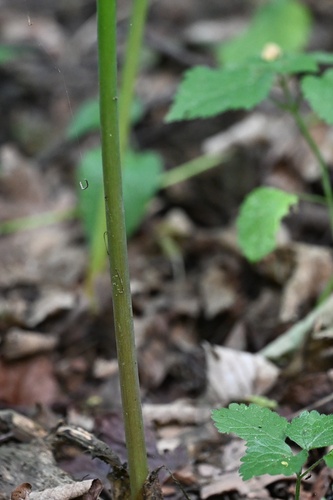Arum cylindraceum, photograph 5