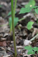 Arum cylindraceum, photograph (c) Petr Harant, some rights reserved (CC BY)