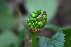 Arum cylindraceum, photograph (c) Petr Harant, some rights reserved (CC BY)