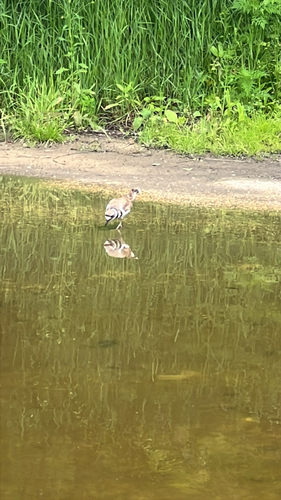 Killdeer
