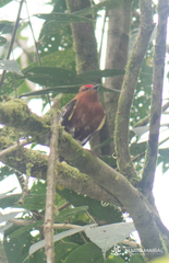 Machaeropterus deliciosus