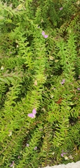 Polygala gazensis