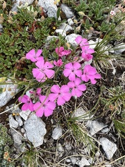 Dianthus freynii