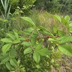 multiflora rose