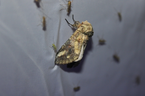 Sandhill Prominent photo 4