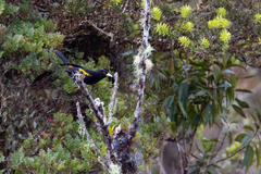 Cacicus chrysonotus