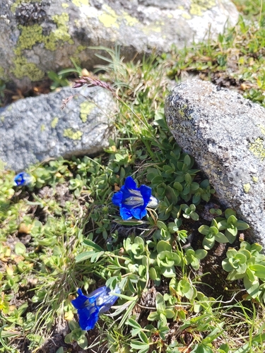 Gentiana alpina, photograph 5