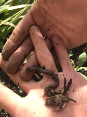 Batrachoseps attenuatus