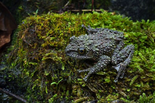 Vietnamese Mossy Frog
