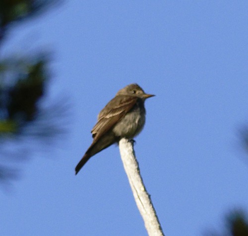 iNaturalist observation photo of Western Wood-Pewee