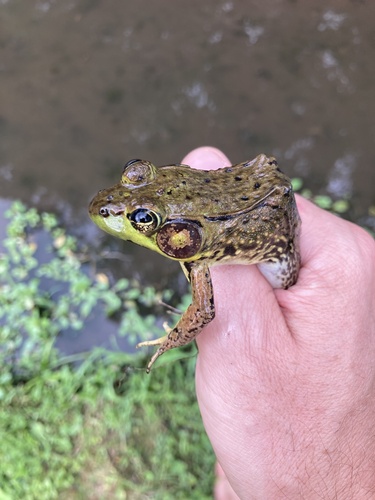 Green Frog