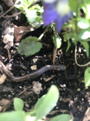 Batrachoseps attenuatus