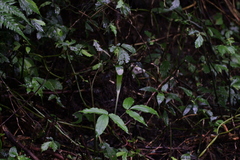 Arisaema grapsospadix