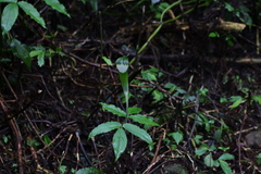 Arisaema grapsospadix