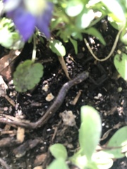 Batrachoseps attenuatus