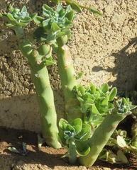 Baculellum articulatum