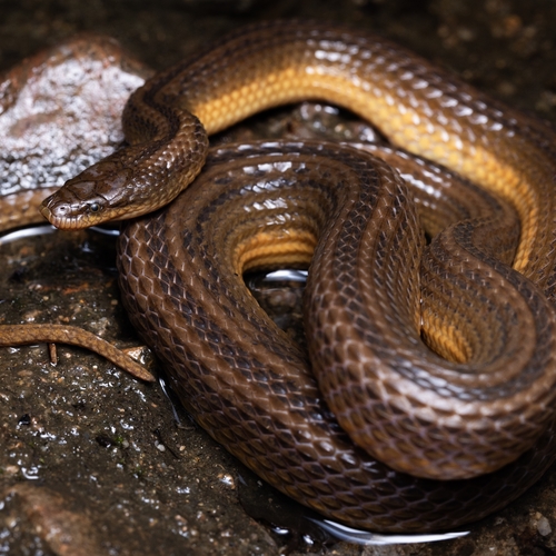 Striped Stream Snake