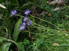 Phyteuma scheuchzeri