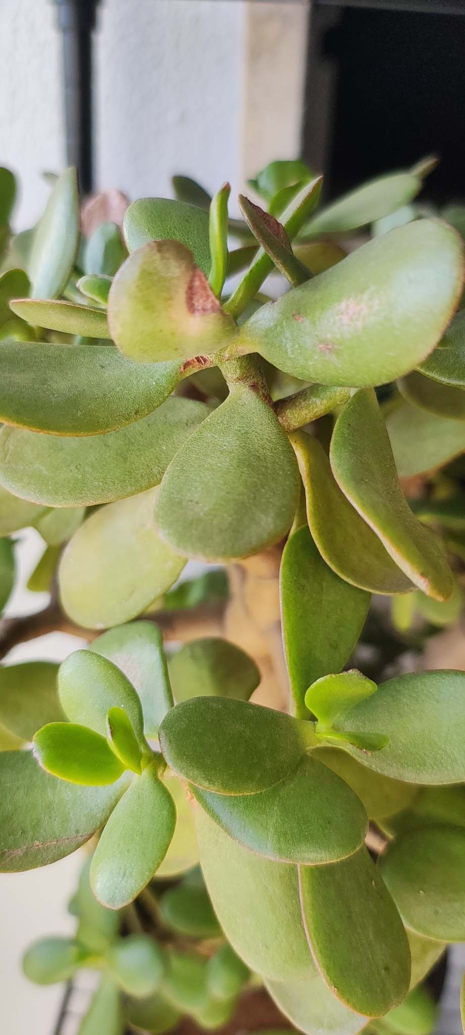 Crassula ovata