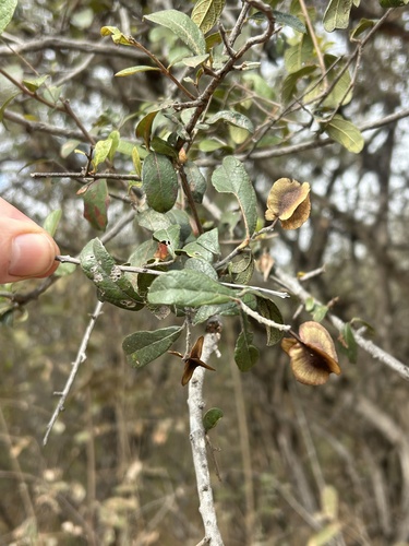 Russet Bushwillow
