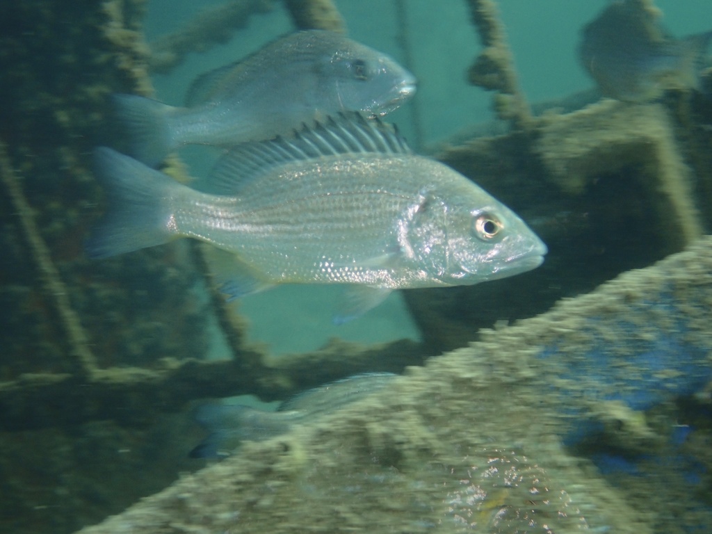 Sobaity Bream