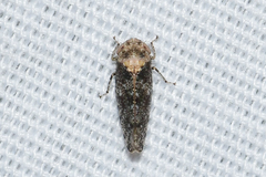 Paraphlepsius collitus