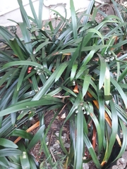 Clivia miniata miniata