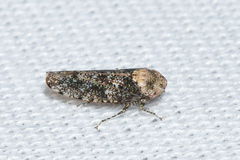 Paraphlepsius collitus