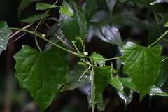 Zehneria