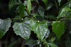Zehneria