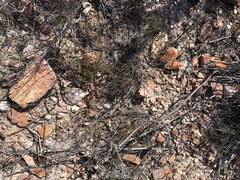 Muraltia dispersa