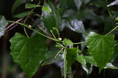 Zehneria