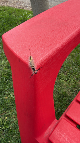 White-marked Tussock Moth