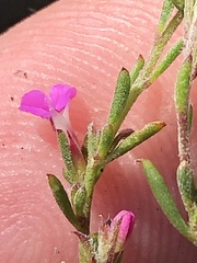 Muraltia dispersa